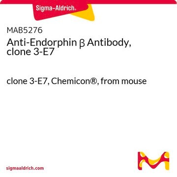 Anti-Endorphin &#946; Antibody, clone 3-E7 clone 3-E7, Chemicon&#174;, from mouse