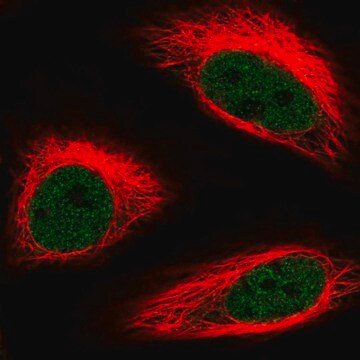 Anti-HMG20B antibody produced in rabbit Prestige Antibodies&#174; Powered by Atlas Antibodies, affinity isolated antibody