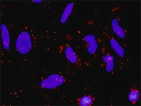 Monoclonal Anti-FZD5 antibody produced in mouse clone 6A3, purified immunoglobulin, buffered aqueous solution