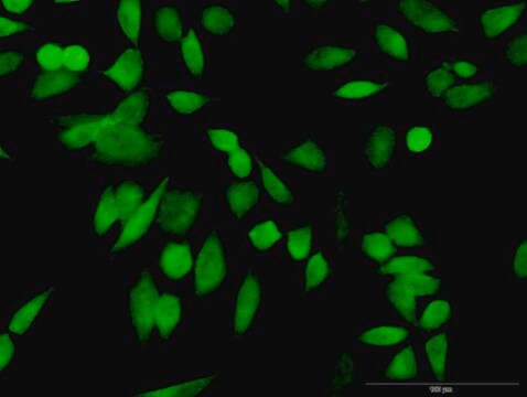 Anti-PSMD10 antibody produced in rabbit purified immunoglobulin, buffered aqueous solution