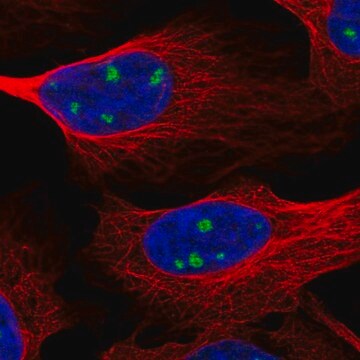 Anti-NTRK3 antibody produced in rabbit Prestige Antibodies&#174; Powered by Atlas Antibodies, affinity isolated antibody