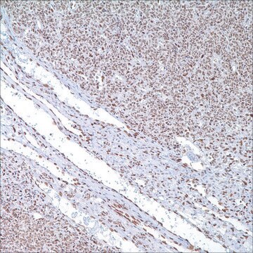 FLI-1 (MRQ-1) Mouse Monoclonal Antibody