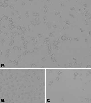 Laminin/Poly-D-lysine Coating Solution 0.2 &#956;m filtered, BioReagent, suitable for cell culture, Ready-to-use mixture