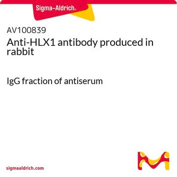 Anti-HLX1 antibody produced in rabbit IgG fraction of antiserum