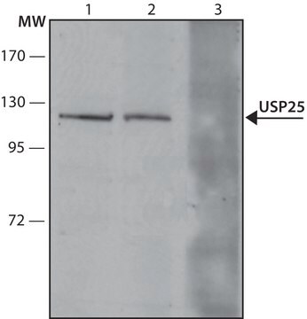 Monoclonal Anti-USP25 antibody produced in mouse ~1.0&#160;mg/mL, clone U25.7, purified immunoglobulin, buffered aqueous solution