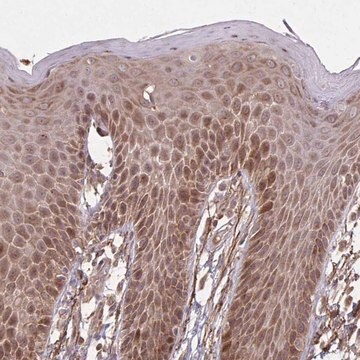 Anti-ZNF219 antibody produced in rabbit Prestige Antibodies&#174; Powered by Atlas Antibodies, affinity isolated antibody, buffered aqueous glycerol solution