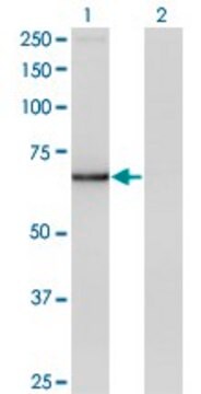 Monoclonal Anti-IRX3 antibody produced in mouse clone 1F11, purified immunoglobulin, buffered aqueous solution