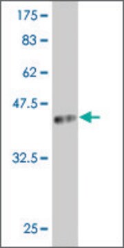 Monoclonal Anti-ARX antibody produced in mouse clone 3A4, purified immunoglobulin, buffered aqueous solution