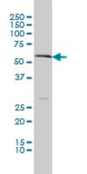 Monoclonal Anti-SLC18A1 antibody produced in mouse clone 3A2-E10, purified immunoglobulin, buffered aqueous solution