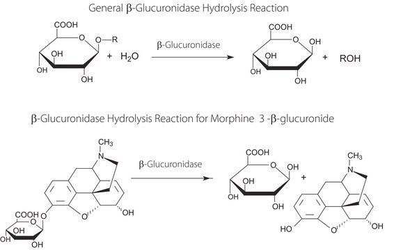 &#946;-Glucuronidase from Helix pomatia Type H-2, aqueous solution, &#8805;85,000&#160;units/mL