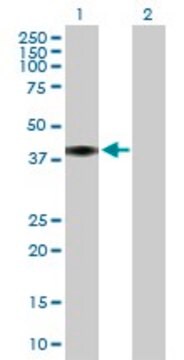 Anti-C4BPB antibody produced in mouse purified immunoglobulin, buffered aqueous solution