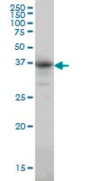 Monoclonal Anti-CA8 antibody produced in mouse clone 1F7, purified immunoglobulin, buffered aqueous solution