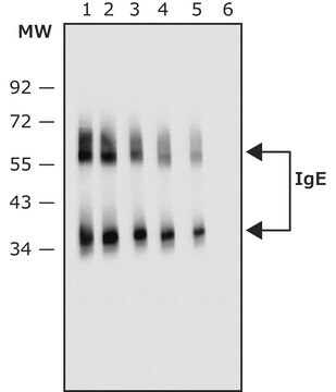 Anti-Human IgE antibody, Mouse monoclonal clone GE-1, purified from hybridoma cell culture