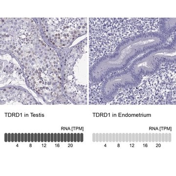 Anti-TDRD1 antibody produced in rabbit Prestige Antibodies&#174; Powered by Atlas Antibodies, affinity isolated antibody, buffered aqueous glycerol solution