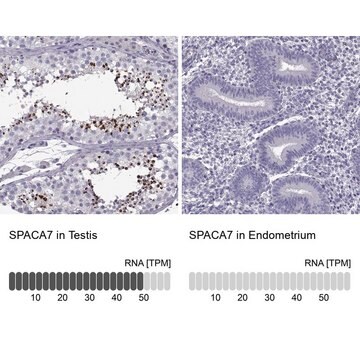 Anti-SPACA7 Prestige Antibodies&#174; Powered by Atlas Antibodies, affinity isolated antibody