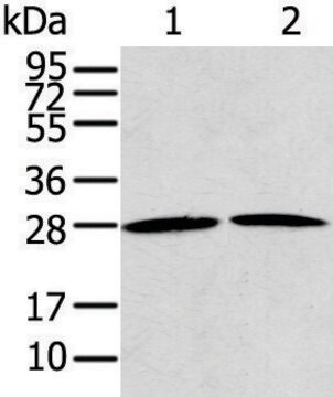 Anti-RRAS2 affinity isolated antibody