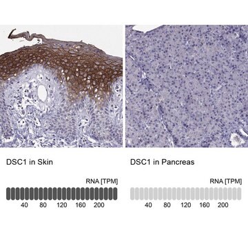 Anti-DSC1 Prestige Antibodies&#174; Powered by Atlas Antibodies, affinity isolated antibody