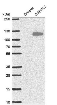 Anti-OSBPL7 antibody produced in rabbit Prestige Antibodies&#174; Powered by Atlas Antibodies, affinity isolated antibody, buffered aqueous glycerol solution