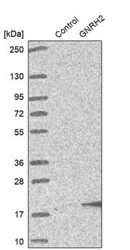 Anti-GNRH2 antibody produced in rabbit Prestige Antibodies&#174; Powered by Atlas Antibodies, affinity isolated antibody, buffered aqueous glycerol solution