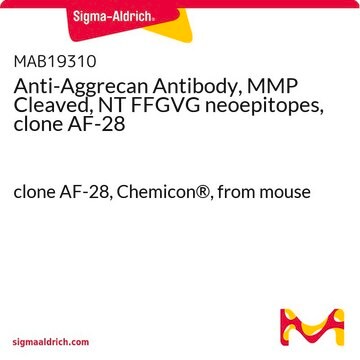 Anti-Aggrecan Antibody, MMP Cleaved, NT FFGVG neoepitopes, clone AF-28 clone AF-28, Chemicon&#174;, from mouse