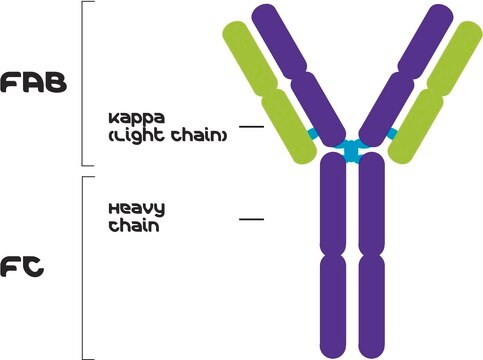 IgG2a, Kappa from murine myeloma clone UPC 10, ascites fluid, lyophilized powder