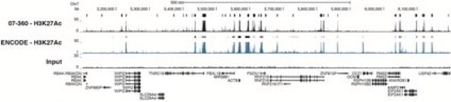 Anti-acetyl-Histone H3 (Lys27) Antibody serum, Upstate&#174;