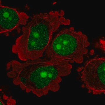 Anti-C8orf59 antibody produced in rabbit Prestige Antibodies&#174; Powered by Atlas Antibodies, affinity isolated antibody