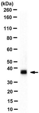 Anti-SET-alpha, clone 5F4D9 clone 5F4D9, from mouse