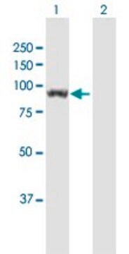 Anti-UNC45B antibody produced in mouse purified immunoglobulin, buffered aqueous solution