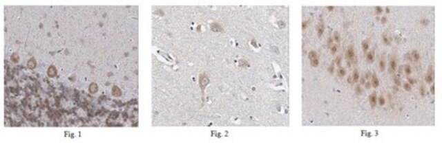 Anti-NSG1 Antibody from rabbit, purified by affinity chromatography