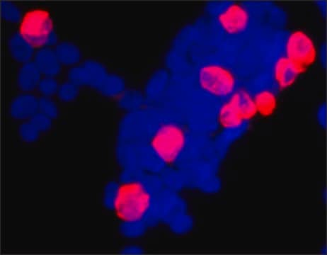 Anti-V5 antibody produced in rabbit IgG fraction of antiserum