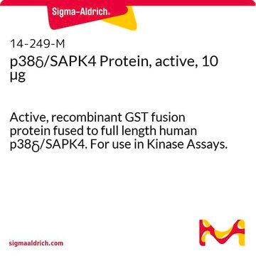 p38&#948;/SAPK4 Protein, active, 10 &#181;g Active, recombinant GST fusion protein fused to full length human p38&#948;/SAPK4. For use in Kinase Assays.