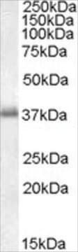 Anti-LAT1 antibody produced in goat affinity isolated antibody, buffered aqueous solution