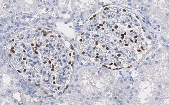 Anti-Wilms Tumor Protein Antibody, clone 2O18 ZooMAb&#174; Rabbit Monoclonal recombinant, expressed in HEK 293 cells