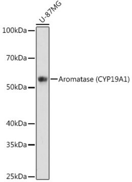 Anti-Aromatase (CYP19A1) Antibody, clone 5C5N7, Rabbit Monoclonal