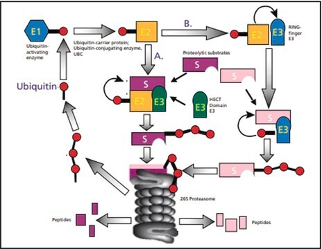 Ubiquitin human &#8805;95% (SDS-PAGE), recombinant, expressed in E. coli (N-terminal FLAG&#174; tagged), lyophilized powder