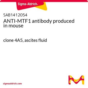 ANTI-MTF1 antibody produced in mouse clone 4A5, ascites fluid