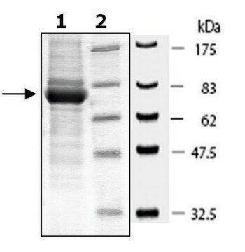 PKG1alpha active human recombinant, expressed in baculovirus infected Sf9 cells, &#8805;70% (SDS-PAGE)