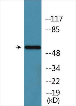 Anti-phospho-Tyrosine Hydroxylase (pSer31) antibody produced in rabbit affinity isolated antibody