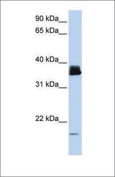 Anti-PPIA antibody produced in rabbit affinity isolated antibody