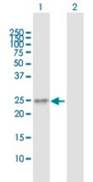 Anti-TMED6 antibody produced in mouse purified immunoglobulin, buffered aqueous solution