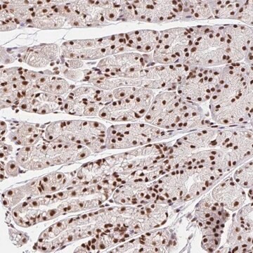 Anti-CCDC12 antibody produced in rabbit Prestige Antibodies&#174; Powered by Atlas Antibodies, affinity isolated antibody, buffered aqueous glycerol solution