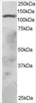 Anti-RNF31/ZIBRA, C-Terminal antibody produced in goat affinity isolated antibody, buffered aqueous solution