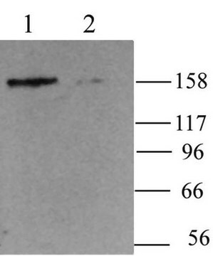 Anti-HCN4 Antibody Chemicon&#174;, from rabbit