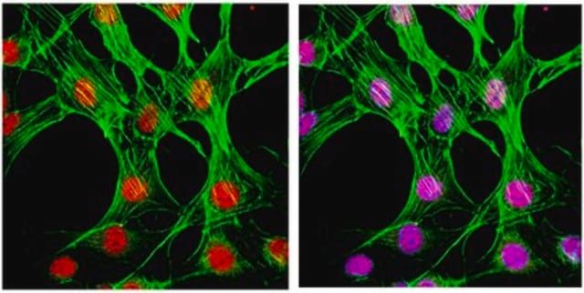 Anti-phospho-p38 (Thr180/Tyr182) Antibody, clone 6E5.2 clone 6E5.2, from mouse