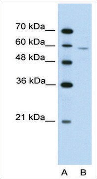 Anti-IRX4 antibody produced in rabbit IgG fraction of antiserum