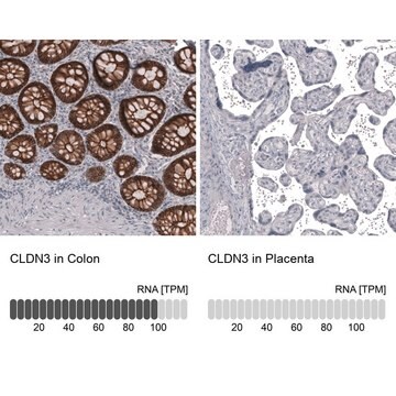 Anti-CLDN3 antibody produced in mouse Prestige Antibodies&#174; Powered by Atlas Antibodies, clone CL13129, purified by using Protein A, buffered aqueous glycerol solution