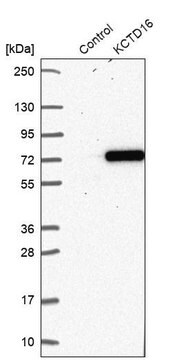 Anti-KCTD16 antibody produced in rabbit Prestige Antibodies&#174; Powered by Atlas Antibodies, affinity isolated antibody, buffered aqueous glycerol solution