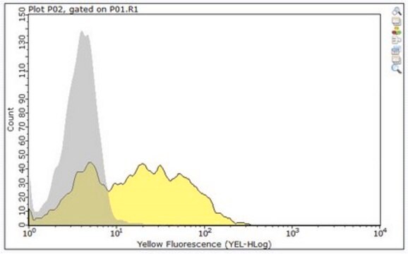 Anti-CCR2 Antibody, clone 8C3.1 clone 8C3.1, from mouse