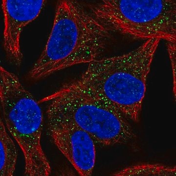 Anti-SYT13 antibody produced in rabbit Prestige Antibodies&#174; Powered by Atlas Antibodies, affinity isolated antibody